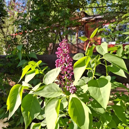 Waldidylle - An Der Talsperre *