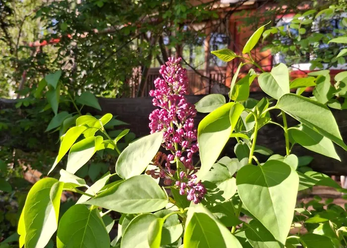 Waldidylle - An Der Talsperre *